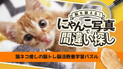 脳を鍛える! にゃんこ写真で間違い探しー猫ネコ癒しの脳トレ脳活教養学習パズルーのパッケージ画像