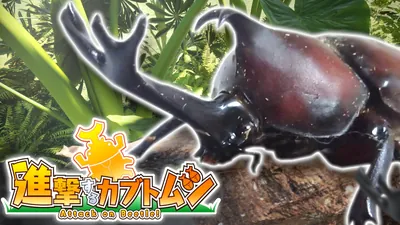 進撃するカブトムシのパッケージ画像