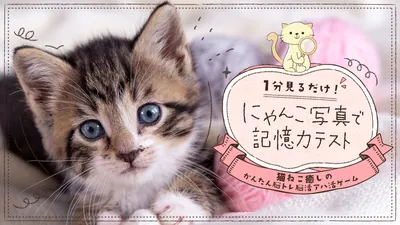 1分見るだけ！にゃんこ写真で記憶力テストー猫ねこ癒しのかんたん脳トレ脳活アハ活ゲームーのパッケージ画像