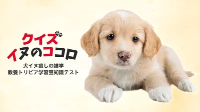クイズ イヌのココロー犬イヌ癒しの雑学教養トリビア学習豆知識テストーのパッケージ画像